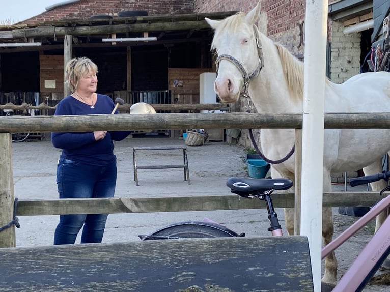 Lusitanos Mestizo Caballo castrado 6 años 153 cm Cremello in Fröndenberg