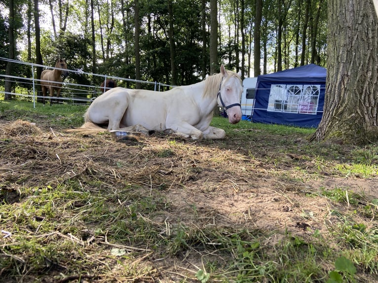 Lusitanos Mestizo Caballo castrado 6 años 153 cm Cremello in Fröndenberg