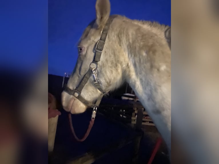 Lusitanos Mestizo Caballo castrado 6 años 153 cm Cremello in Fröndenberg