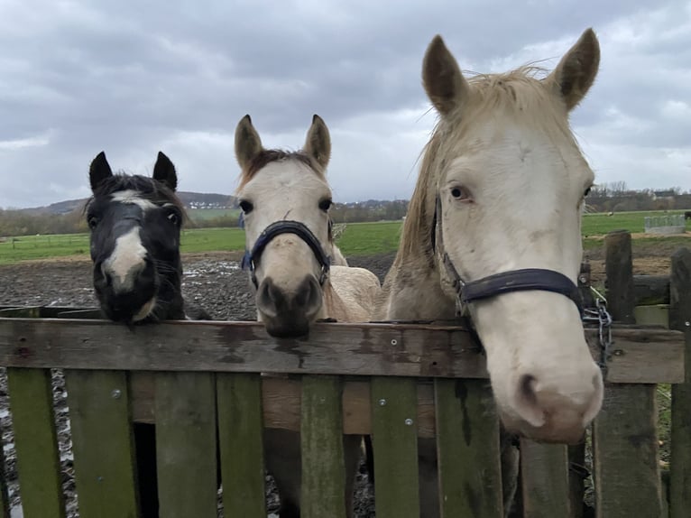 Lusitanos Mestizo Caballo castrado 6 años 153 cm Cremello in Fröndenberg