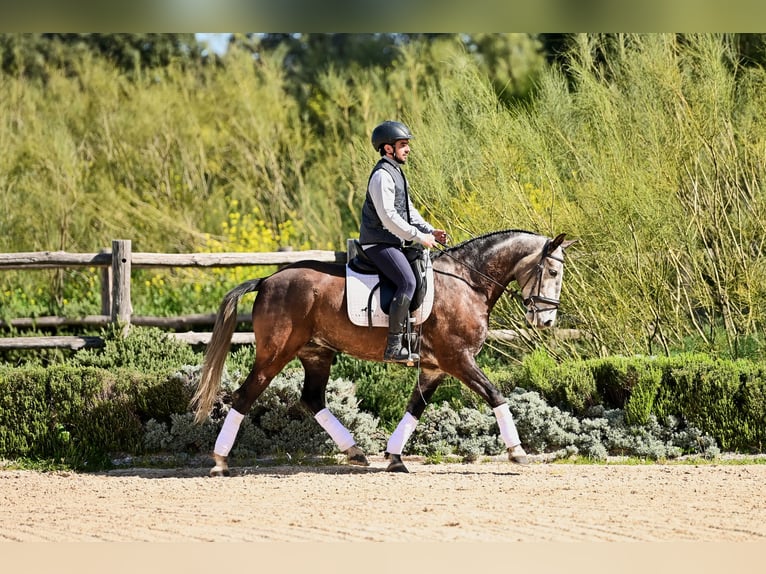 Lusitanos Caballo castrado 6 años 154 cm Tordo in Ronda