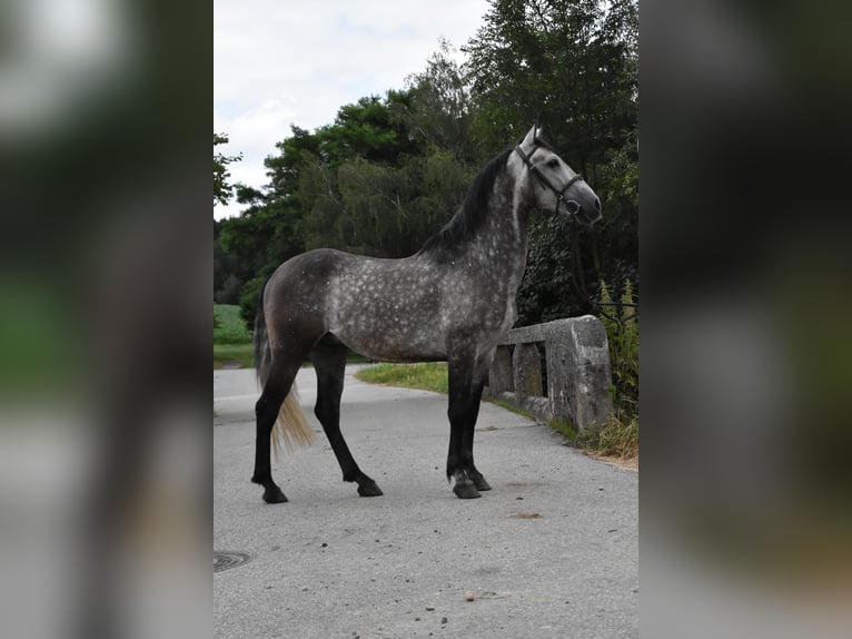 Lusitanos Mestizo Caballo castrado 6 años 154 cm Tordo rodado in Bergkirchen