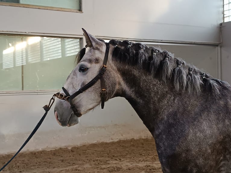 Lusitanos Mestizo Caballo castrado 6 años 156 cm Tordo in Oporto