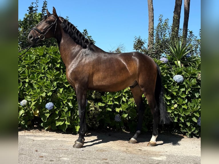 Lusitanos Caballo castrado 6 años 157 cm Castaño in Porto