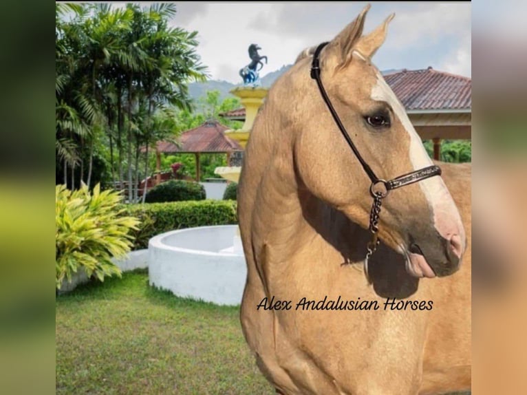 Lusitanos Mestizo Caballo castrado 6 años 157 cm Palomino in Sevilla