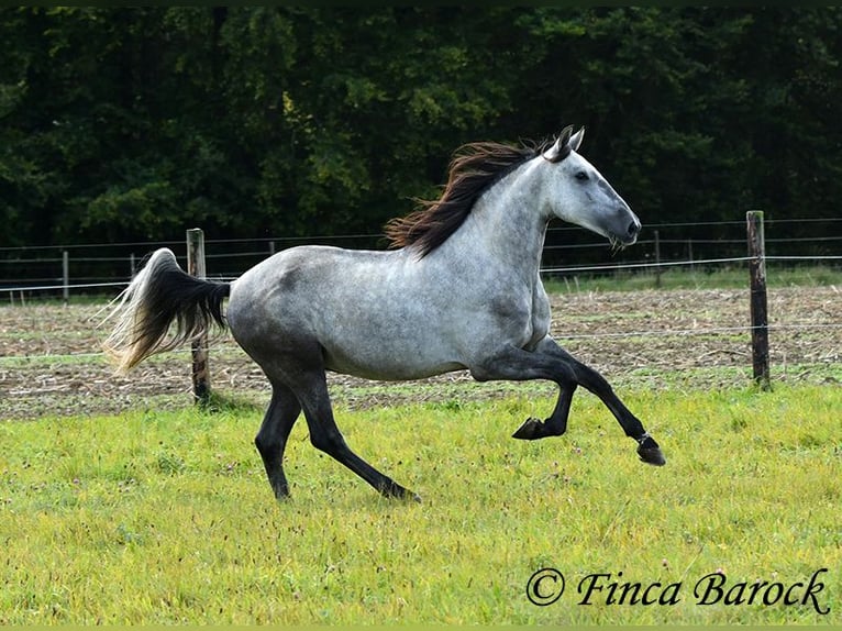 Lusitanos Caballo castrado 6 años 157 cm Tordo in Wiebelsheim