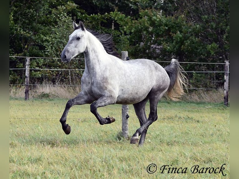 Lusitanos Caballo castrado 6 años 157 cm Tordo in Wiebelsheim