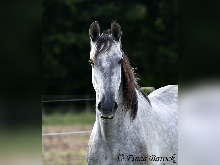 Lusitanos Caballo castrado 6 años 157 cm Tordo in Wiebelsheim