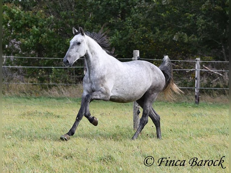 Lusitanos Caballo castrado 6 años 157 cm Tordo in Wiebelsheim