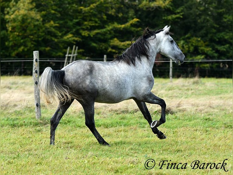 Lusitanos Caballo castrado 6 años 157 cm Tordo in Wiebelsheim