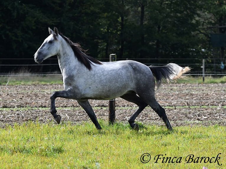 Lusitanos Caballo castrado 6 años 157 cm Tordo in Wiebelsheim