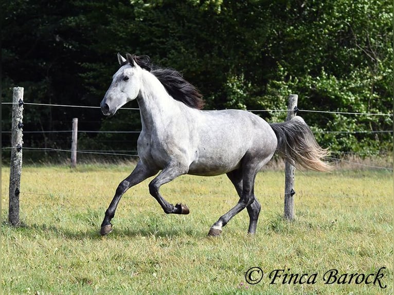 Lusitanos Caballo castrado 6 años 157 cm Tordo in Wiebelsheim