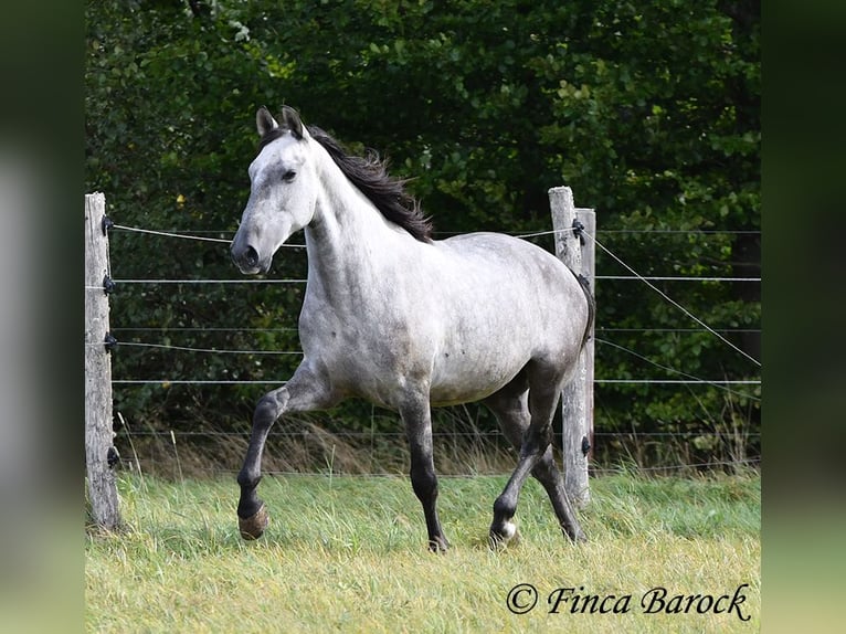 Lusitanos Caballo castrado 6 años 157 cm Tordo in Wiebelsheim