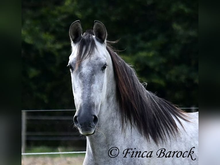 Lusitanos Caballo castrado 6 años 157 cm Tordo in Wiebelsheim