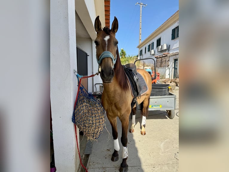 Lusitanos Caballo castrado 6 años 158 cm Buckskin/Bayo in Rio Maior