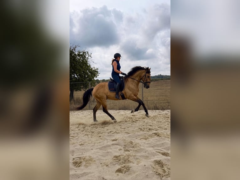 Lusitanos Caballo castrado 6 años 158 cm Buckskin/Bayo in Rio Maior