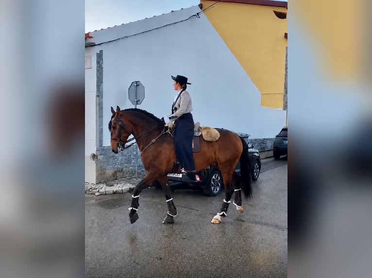 Lusitanos Caballo castrado 6 años 158 cm Buckskin/Bayo in Rio Maior