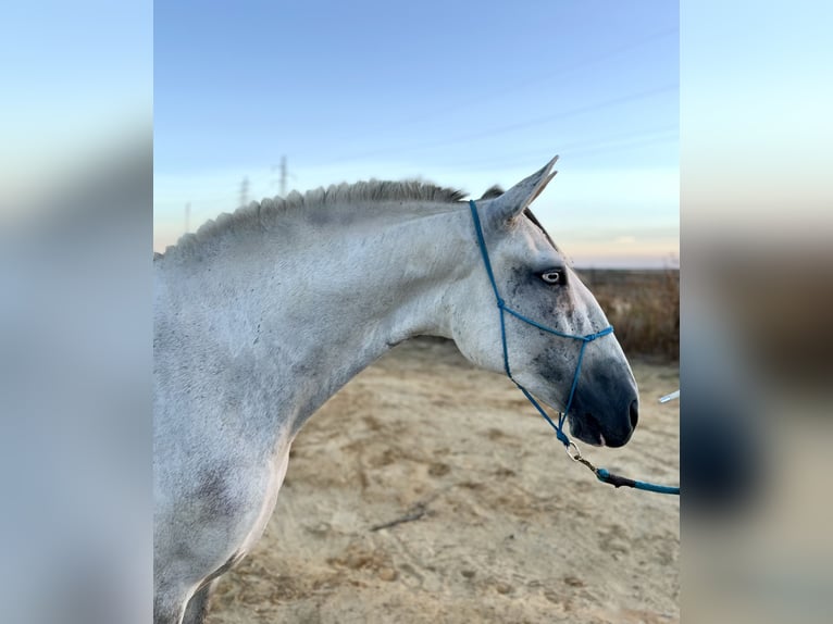 Lusitanos Caballo castrado 6 años 158 cm Tordo in Almonte