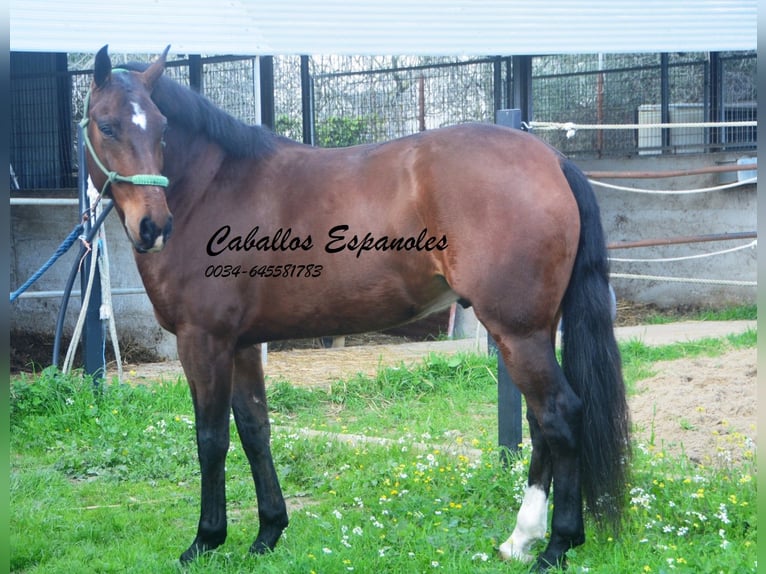 Lusitanos Caballo castrado 6 años 159 cm Castaño oscuro in Vejer de la Frontera