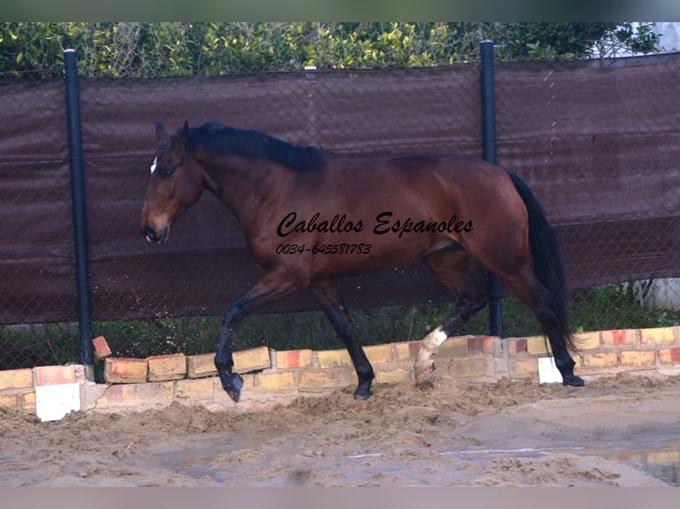 Lusitanos Caballo castrado 6 años 159 cm Castaño oscuro in Vejer de la Frontera