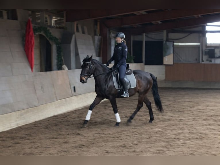 Lusitanos Caballo castrado 6 años 159 cm Morcillo in Daldorf