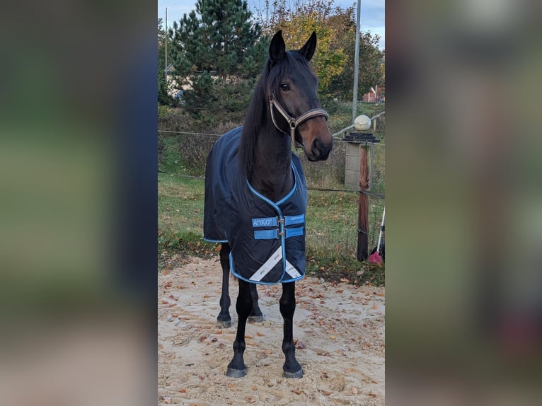 Lusitanos Caballo castrado 6 años 159 cm Morcillo in Daldorf