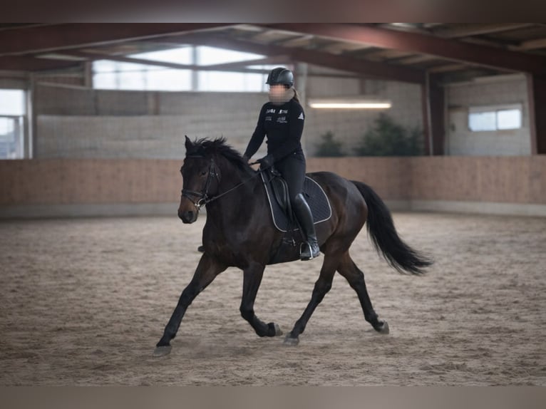 Lusitanos Caballo castrado 6 años 159 cm Morcillo in Daldorf