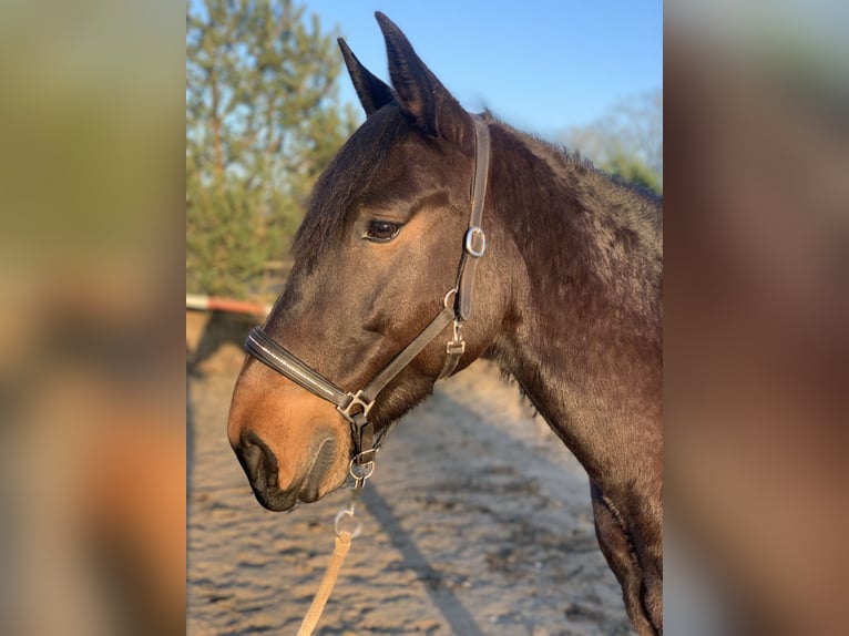 Lusitanos Caballo castrado 6 años 159 cm Morcillo in Daldorf