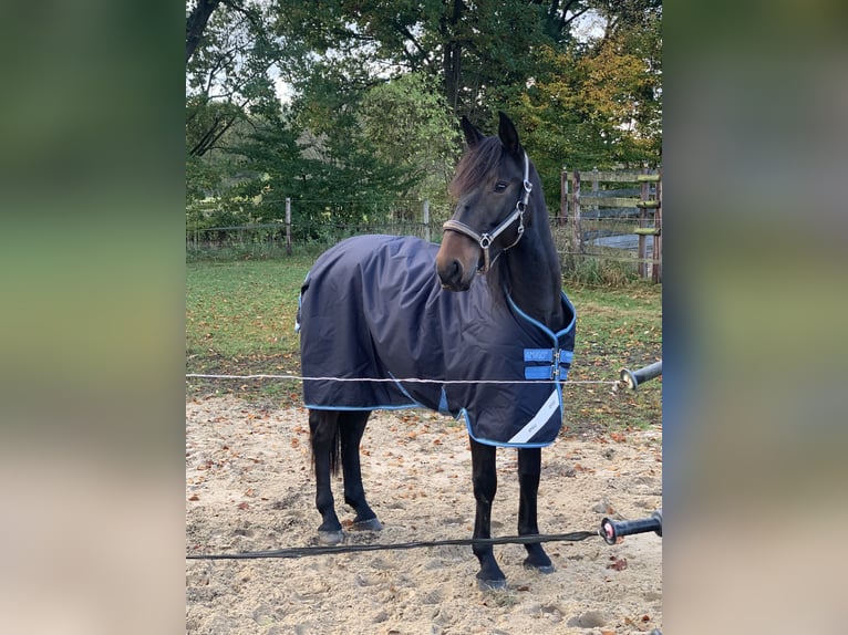 Lusitanos Caballo castrado 6 años 159 cm Morcillo in Daldorf