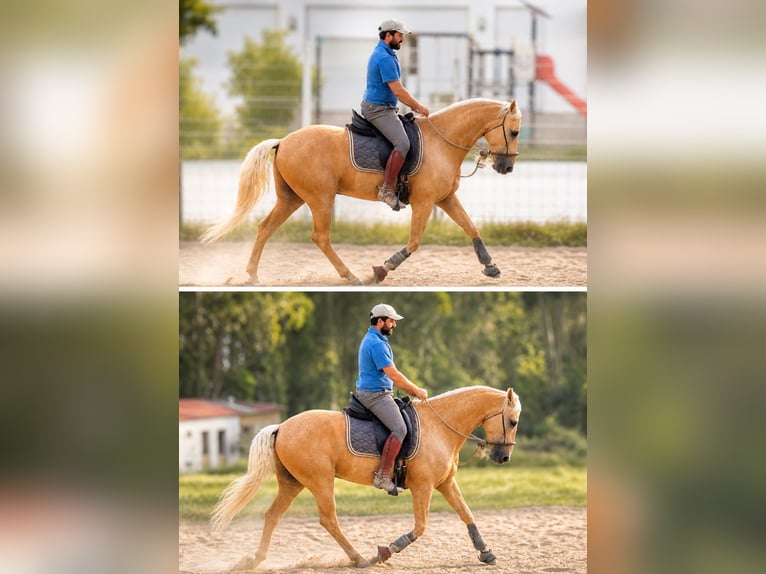 Lusitanos Caballo castrado 6 años 159 cm Palomino in Caldas da Rainha