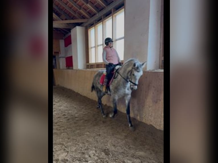 Lusitanos Mestizo Caballo castrado 6 años 159 cm Tordo in Asperhofen