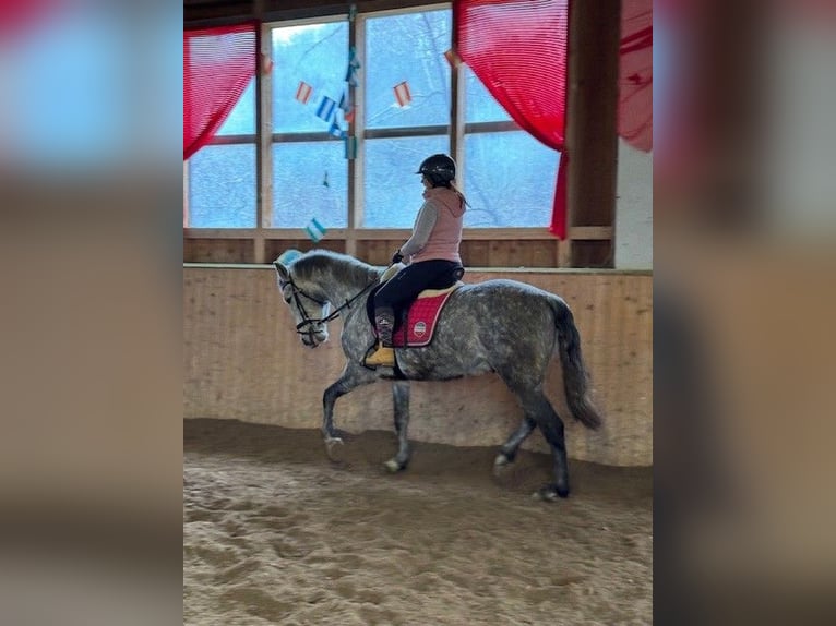 Lusitanos Mestizo Caballo castrado 6 años 159 cm Tordo in Asperhofen