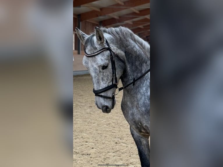 Lusitanos Mestizo Caballo castrado 6 años 159 cm Tordo in Asperhofen