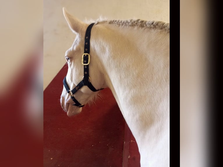 Lusitanos Caballo castrado 6 años 160 cm Cremello in Kastilien