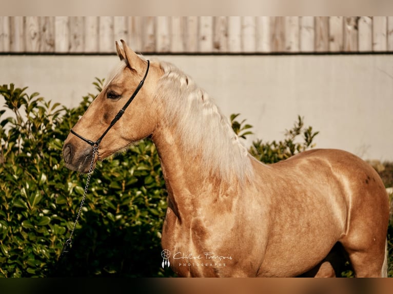 Lusitanos Caballo castrado 6 años 160 cm Palomino in Simmern