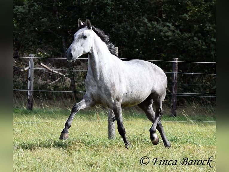 Lusitanos Caballo castrado 6 años 160 cm Tordo in Wiebelsheim