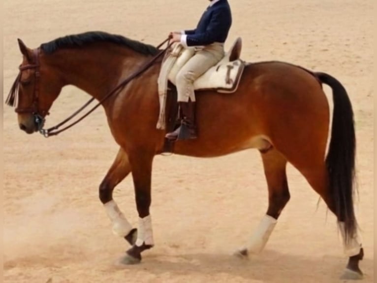 Lusitanos Caballo castrado 6 años 161 cm Castaño in Sevilla