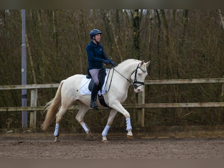 Lusitanos Caballo castrado 6 años 161 cm Cremello in Aalsmeer