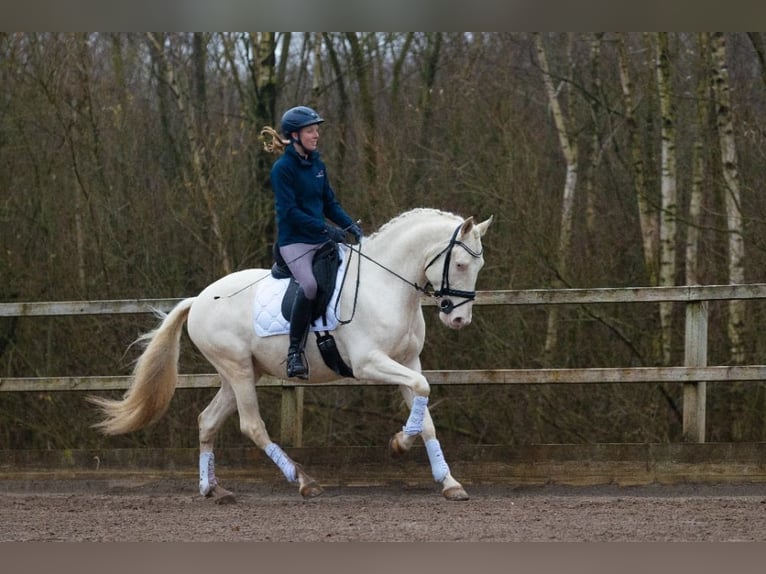 Lusitanos Caballo castrado 6 años 161 cm Cremello in Aalsmeer