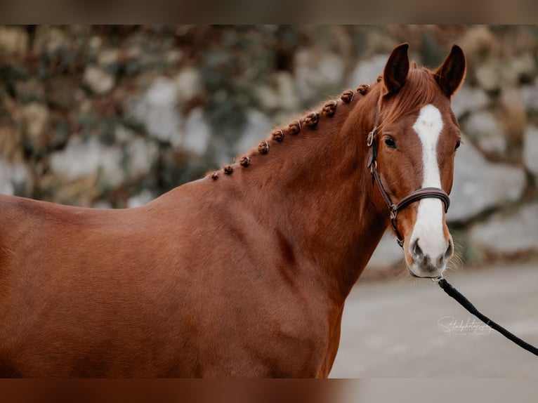 Lusitanos Mestizo Caballo castrado 6 años 162 cm Alazán in Tuntenhausen