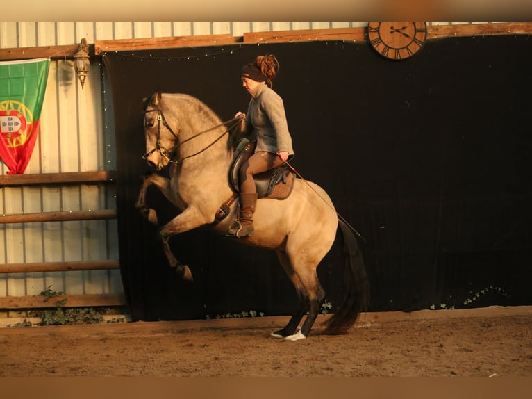 Lusitanos Caballo castrado 6 años 162 cm Buckskin/Bayo in Postfeld
