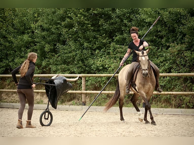 Lusitanos Caballo castrado 6 años 162 cm Buckskin/Bayo in Postfeld