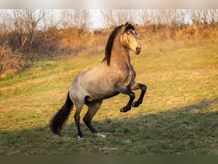 Lusitanos Caballo castrado 6 años 162 cm Buckskin/Bayo in Postfeld