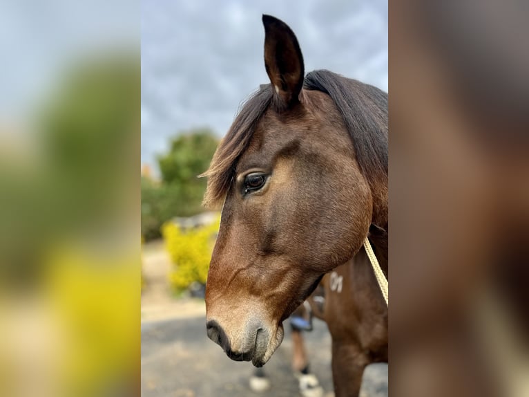 Lusitanos Caballo castrado 6 años 162 cm Castaño oscuro in Encarnação