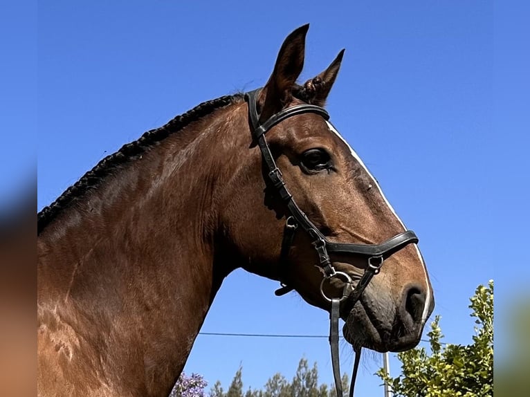 Lusitanos Caballo castrado 6 años 162 cm Castaño oscuro in Encarnação