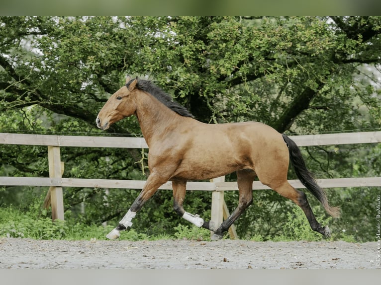 Lusitanos Caballo castrado 6 años 162 cm Castaño in Saint-Malon-sur-Mel