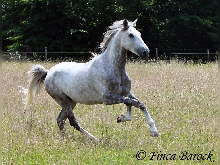 Lusitanos Caballo castrado 6 años 162 cm Tordo in Wiebelsheim