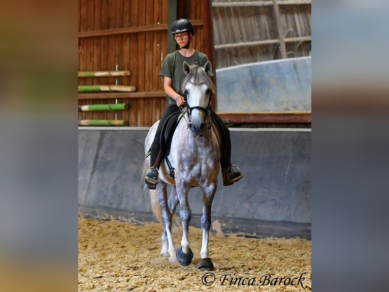 Lusitanos Caballo castrado 6 años 162 cm Tordo in Wiebelsheim