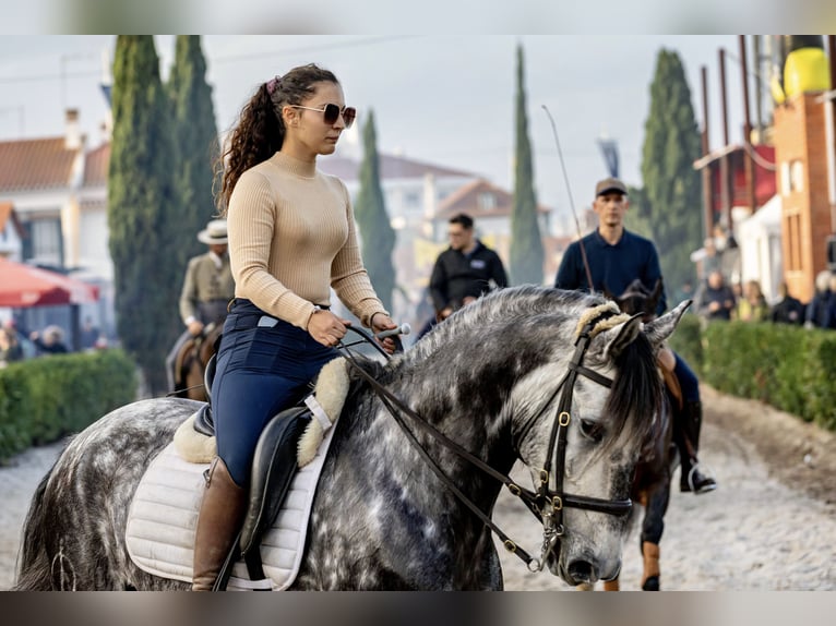 Lusitanos Caballo castrado 6 años 162 cm Tordo in Seia