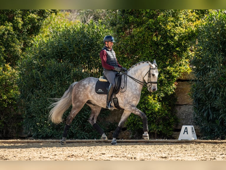 Lusitanos Caballo castrado 6 años 162 cm Tordo ruano in Montecorto